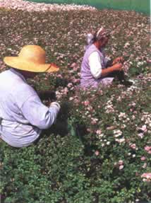 Saule-Baumschulen - Frauen schneiden Bodendecker-Rosen Stecklinge