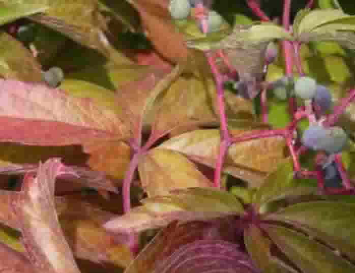 Saule Bodendecker und Kletterer Wilder Wein