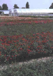 Saule - Ansicht Bodendecker-Rosen-Felder