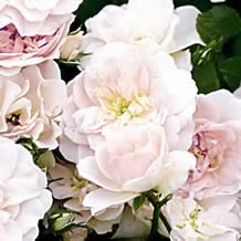 Saule Bodendeckerrose Pearl Mirato � Cityflor