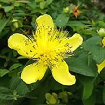 Bodendecker Hypericum calycinum