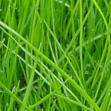 Saule Bodendecker Gr&auml;ser