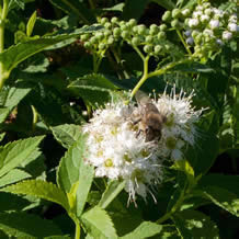 weiße Spiraea mit Biene