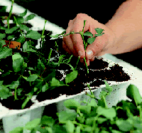 Stecklingsvermehrung bei Saule