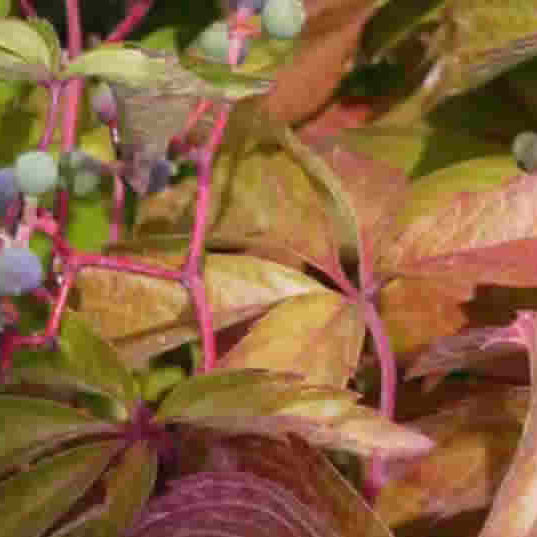 Parthenocissus quinquefolia var. engelmannii